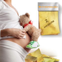 Описание 2 недели беременности от сайта beremenna.biz